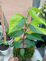 Epipremnum Neon Sulawesi free Phytosanitary &amp; 2 Epipremnum Marble Queen - £168.26 GBP