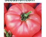 50 Brandywine Pink Tomato Seeds Available Cherokee Purple Mortgage Lifte... - $8.99