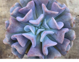 Echeveria Cubic Frost succulent exotic hen and chicks plant seed 50 SEEDS - $9.89