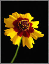PLAINS COREOPSIS 100+ SEEDS ORGANIC NEWLY HARVESTED - £0.79 GBP