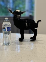 Super Tiny Baby Goat Taxidermy Mount - £979.08 GBP