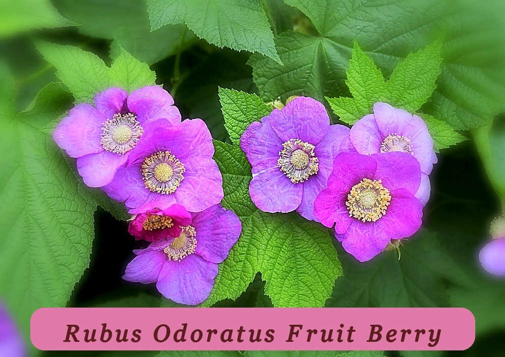 20 Purple Flowering Easy Grow Raspberry Thornless Edible Rubus Odoratus ... - $12.40