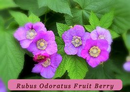 5460 rubus odoratus fruit berry pop thumb200