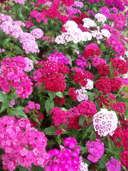 Sweet William Flower Seeds 500 Mixed Colors Reds Pink Purple White Biennial Fres - £3.06 GBP