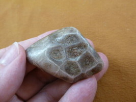 (F831-240) 1-3/4&quot; unpolished Petoskey stone fossil coral specimen MI state rock - £13.30 GBP
