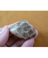 (F831-240) 1-3/4&quot; unpolished Petoskey stone fossil coral specimen MI sta... - $317.83 MXN