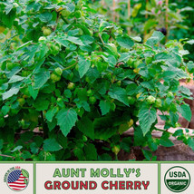 20 Seeds Aunt Molly&#39;s Ground Cherry Heirloom Seeds Ensure Quick Flourish - $8.35