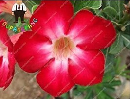 2 pcs Desert Rose Adenium Seeds - Rose Red Single Petal Flowers FROM GARDEN - £3.95 GBP