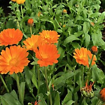 Resina Calendula Seeds Culinary Herbs Pot Marigold Edible Flower US Fast... - $309.91 MXN