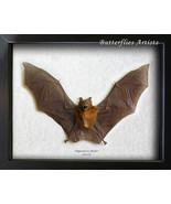 Real Gothic Vampire Bat Hipposideros Bicolor Framed Taxidermy Museum Sha... - $176.57 CAD