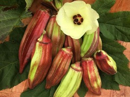 100 Texas Hill Country Red Okra Seeds Fresh Fresh Seeds USA - $9.94