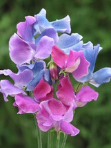 Lathyrus Odoratus Sweet Pea Seeds Multicolor Mix Fragrant And Colorful Blooms Ga - £8.76 GBP