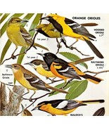 Orange Orioles Varieties And Types 1966 Color Bird Art Print Nature ADBN1p - $379.94 MXN