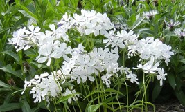 10 Perennial Phlox &#39;May Breeze&#39; Sweet William Live Organic Plants Flower... - £54.26 GBP