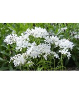 10 Perennial Phlox &#39;May Breeze&#39; Sweet William Live Organic Plants Flower... - £54.21 GBP