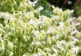 50 Seeds White Borage Borago Officinalis Bianca  Flower  - $9.68