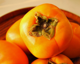 5 Pc Seeds Japanese Persimmon Tree Plant, Diospyros Kaki Seeds for Planting |RK  - £13.42 GBP