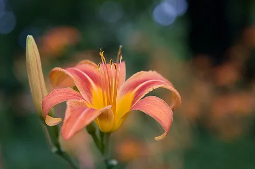 2 wild Orange Day Lily (&#39;Tawny &#39;Ditch Lily&#39; ) bare root - £19.17 GBP