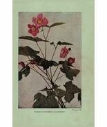Vintage 1922 Print Raspberry Jewel Weed 2 Side Flowers You Should Know - $19.99