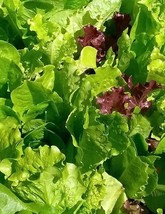 Romaine &amp; Leaf Lettuce Seed Blend - Organic Non Gmo Lettuce Seeds - Heirloom See - £1.75 GBP