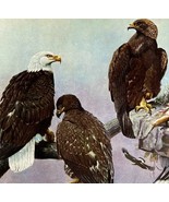 Bald Eagle Golden Eagle 1955 Plate Print Birds Of America Nature Art DWEE33 - $39.99