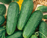 25 Homemade Pickles Cucumber Seeds Fast Shipping - $8.99
