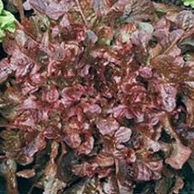 USA Seller Red Leaf Salad Bowl Lettuce Seeds Fast Shipping - $14.98