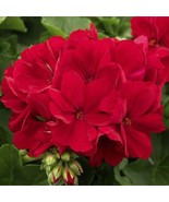 10 Red Geranium Perennial Bright Bloom 326 Flowers Seeds - $7.39