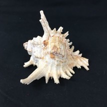 Chicoreus Murex Sea Shell Ocean Seashell Pointy Frilly Spiny Spikey Whit... - £14.81 GBP