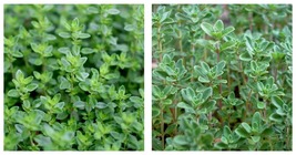 Thymus vulgaris English Thyme 1 Starter Plant Plug - $36.95