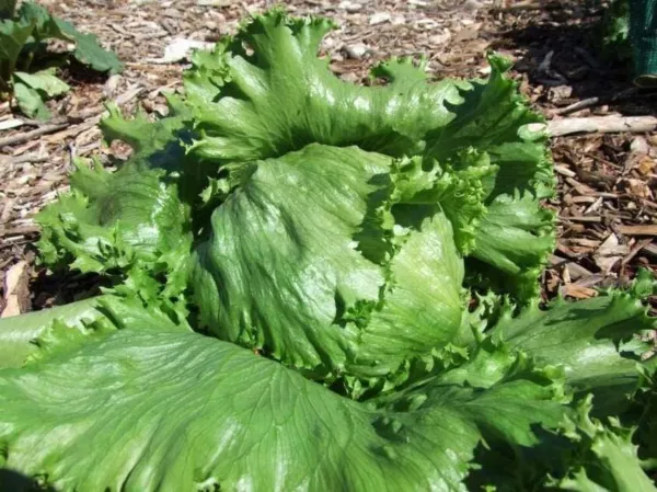 Fresh 250 Seeds Lettuce Great Lake Open Pollinated - £7.07 GBP