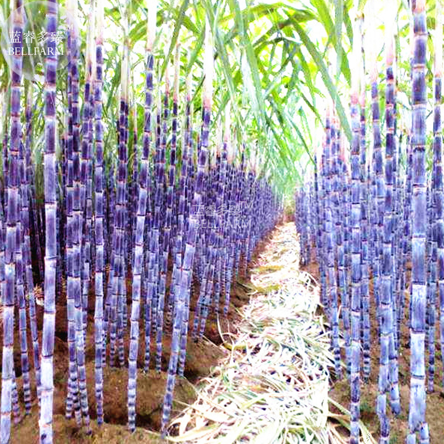 Black Sugarcane Organic Subtropics Plant Seeds 100 Seeds Sweet Juicy Saccharum S