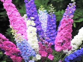 USA SELLER Rocket Mix Larkspur Flower Colorful Delphinium Sun Free Shipping - $11.95