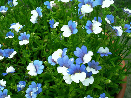 50 Blue &amp; White Nemesia Strumosa Flower Seeds Garden Us Seller - £8.69 GBP