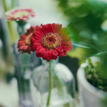 Gerbera Red African Transvaal Daisy - 100 Seeds - $13.68