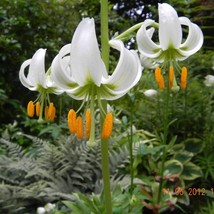 Lilium Martagon Album Seed Garden Fast Shipping - £8.28 GBP