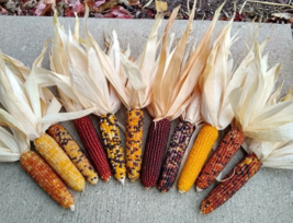 Mini Indian Corn, 4&quot; to 5&quot; Length FREE SHIPPING - £20.65 GBP