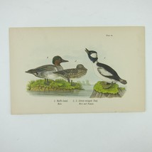 Bird Litho Print Buffle-head Green-winged Teal John James Audubon Antique 1890 - £15.72 GBP