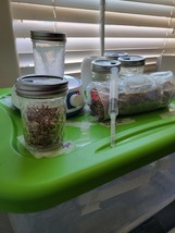 Spawn Jar with Myco Lid(fae port and ship)Winter Rye Berries. Reusable  - $20.00