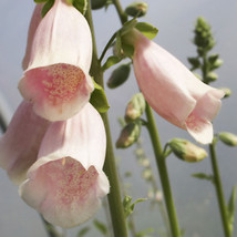 Apricot Beauty Foxglove 2000 Seeds | Non-GMO | FROM US | Seed Store | 1250 - £28.30 GBP