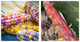 50 Seeds Glass Gem Indian Corn For Planting - £16.47 GBP