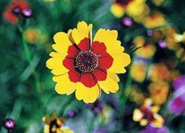 Coreopsis Plains Tall, Organic, 1000+ Flower Seeds, Bright Yellow with Red Cente - £20.61 GBP