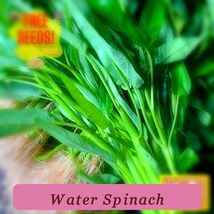 Fresh Water Spinach Healthy Growth Seeds Kangkong Heirloom Non-Gmo Asian - $74.84 MXN