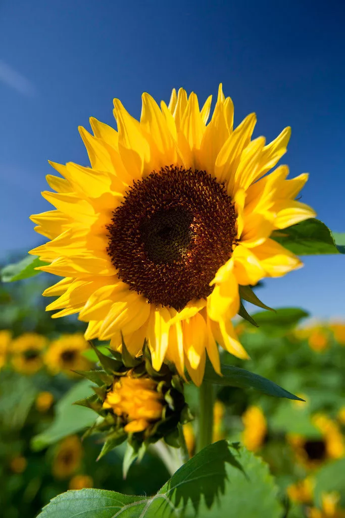 Helianthus annuus Common Sunflower 50 high germination Seed - £8.85 GBP