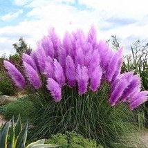 Purple Pampas Grass Seeds 200 Organic And Natural Grass Biofuel Green En... - $10.15