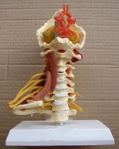 Cervical Vertebrae Body Spine Human Anatomy Spinal Cord Skeleton 1:1 Lif... - $70.43