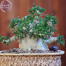 Pachypodium Saundersii Bonsai Seed Only One Seed Apocynaceae Imported Small Tree - £8.93 GBP