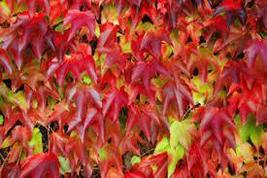 “ 100 PCS Vine Woodbine Grape Boston Ivy Seeds - Colorful GIM “ - £11.92 GBP