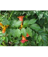 3 Live Plants Orange Hummingbird Trumpet Creeper Campsis Starter Rooted ... - $1,425.51 MXN