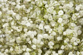 USA Store Baby&#39;S Breath Gypsophila Seeds 700 White Flowers Fast Ship - $8.76